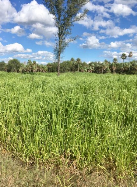 Campo en Paraguay Presidente Hayes Bajo Chaco 2.135 has