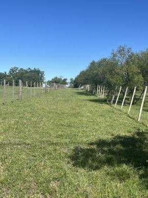 Campo / Chacra en Venta en RINCON DEL PALACIO, Mercedes, Soriano