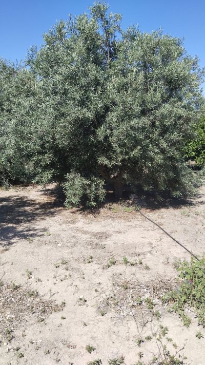 Terrenos y parcelas en Venta en Señera, Comunidad Valenciana
