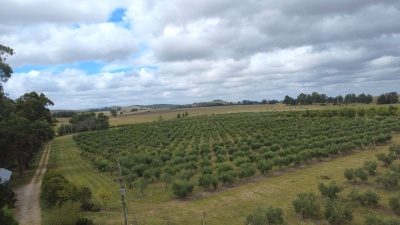 Campo / Chacra en Venta en Minas, Lavalleja