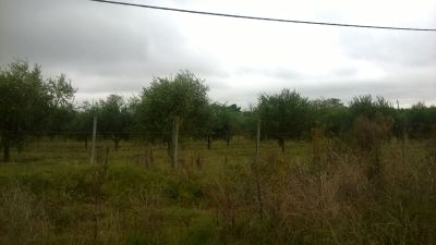 Campo / Chacra en Venta en Los Arrayanes, Soriano
