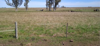 Campo / Chacra en Venta en Salto, Salto