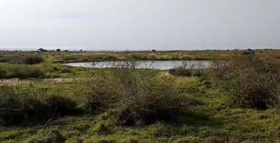 Campo / Chacra en Alquiler en Artigas, Artigas