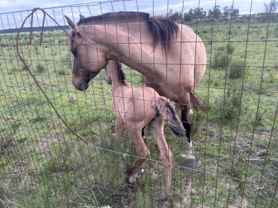 Campos y Chacras en Venta en Lezica, Montevideo