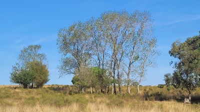 Campo / Chacra en Venta en PIEDRA SOLA - CAMINO VEGA, San Jacinto, Canelones