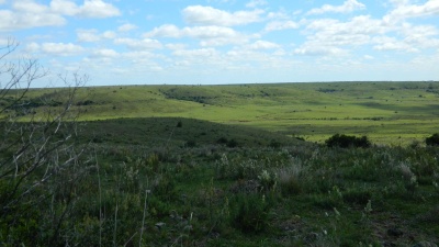 Campos y Chacras en Venta en Puntas de Arapey, Puntas De Arapey, Salto