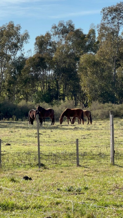 Chacra de cultivo en Venta en San Jacinto, Canelones