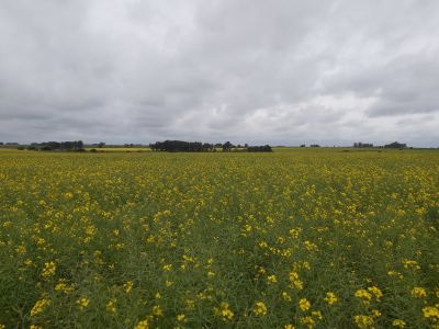 Campos y Chacras en Venta en Nueva Palmira, Colonia