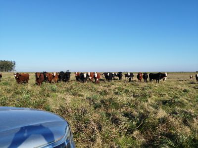 Campo / Chacra en Venta en Rivera, Rivera