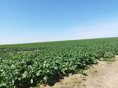 Campo / Chacra en Venta en Paysandú, Paysandú